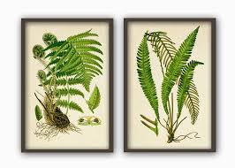 Fern Wall Art Print Set Of 2 Botanical Home Decor Fern Etsy Fern Wall Art Plant Illustration Wall Art Prints