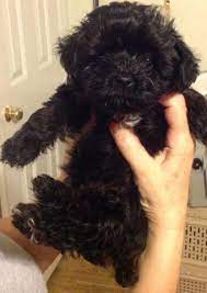 Check spelling or type a new query. Yorkie Poo Puppies For Sale For Sale In Zebulon North Carolina Classified Americanlisted Com