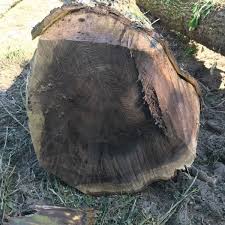 We did not find results for: Black Walnut Value Firewood Hoarders Club