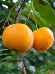 Mudas Frutíferas (Nativas e Exóticas) - Frutabella