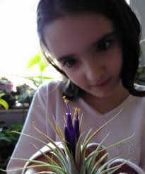 Help with air plant care and identification