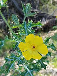 Image result for Argemone mexicana