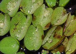 Image result for Salvinia hastata