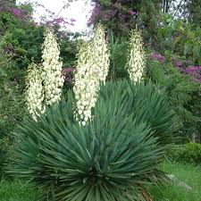 Image result for Agave sisalana