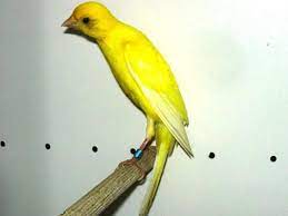Check spelling or type a new query. Inilah 7 Jenis Burung Kenari Paling Populer Di Indonesia
