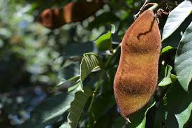 Image result for Millettia grandis