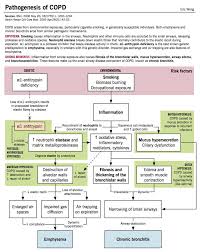 Copd Pathogenesis Emphysema Chronic Bronchitis