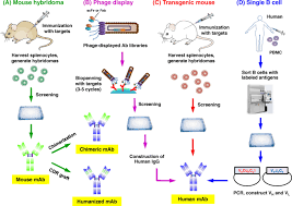 They are able to identify or induce a the first monoclonal antibodies (mabs) have emerged from a survey of hybridomas, and various systems of production are used, including animal cells, microorganisms, plants, and mammary glands. Development Of Therapeutic Antibodies For The Treatment Of Diseases Journal Of Biomedical Science Full Text