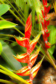 Maybe you would like to learn more about one of these? Costa Rica Bird Of Paradise Flowers At Jaco Costa Rica Hotel Www Docelunas Com Paradise Flowers Birds Of Paradise Costa Rico