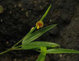 Image result for Zornia pratensis