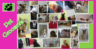 Maybe you would like to learn more about one of these? For Pets Sake Grooming Parlour Pet Health Care