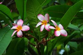 And discover the secret to saving money on your flowers. What Are The Best Flowers For A Beach Wedding Zola Expert Wedding Advice