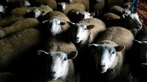 An animal sanctuary in australia recently came to the rescue for a sheep covered with 75 pounds of wool, reuters reported. After Wwii Mutton Fell Out Of Favor In The U S Can It Make A Comeback The Salt Npr