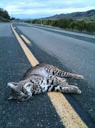 「human roadkill」の画像検索結果