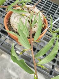 Image result for Ipomoea crassipes