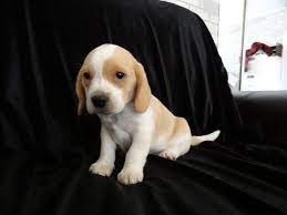 Check spelling or type a new query. Lemon Male Mini Pocket Beagle Puppy Beagle Puppy Pocket Beagle Pocket Beagle Puppies