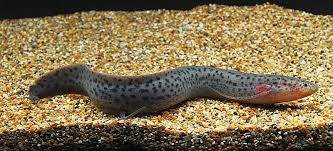 Image result for protopterus