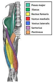 Iliopsoas muscle, a hip flexor muscle that attaches to the upper thigh bone. Muscles Of The Anterior Thigh Quadriceps Teachmeanatomy