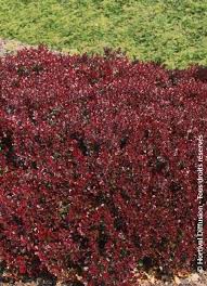 Image result for Berula thunbergii