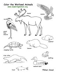 Lost in the forest ! Forest Animals Coloring Pages Coloring Home