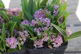 Image result for Ledebouria cordifolia