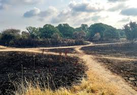 Breaking News: UK Faces Surge in Heatwaves as Climate Change Intensifies