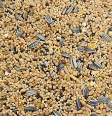 Seed Question Can You Plant Birdseed Gardening For Beginners Forum At Permies