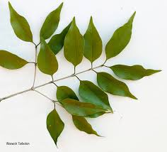 Image result for Strychnos usambarensis