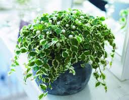 Unlike the creeping fig, this petite climbing vine tends to be a little more slow growing, which is often appreciated due to the fact that creeping fig can sometimes. Ficus Tree Care Tips The Plant That Every Family Should Have It In Their Home