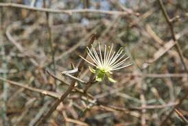 Image result for Maerua juncea