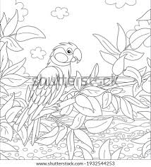 It is found in rainforests, open forests, woodlands, heath, mangrove forests, parks, and orchards in australia. Shutterstock Puzzlepix