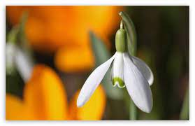 Snowdrop Flower Hd Pics Best Flower Wallpaper