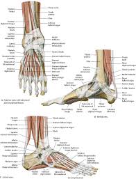 If you would like to learn all the parts of the foot structure, you have come to the right place. Ankle Foot Atlas Of Anatomy