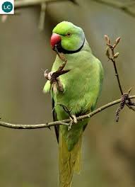 Green Bird With Red Ring Around Neck Https Www Facebook Com Wonderbirds 171150349611448 Vẹt Vong Cổ Hồng Họ Vẹt Nhỏ Psittaculidae Chau A Va Chau Phi Rose Ringed Parakee Chau Phi Vẹt Chau A