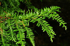 Image result for Libocedrus plumosa