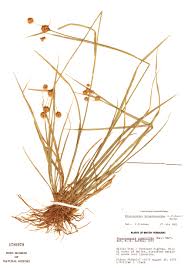 Image result for Rhynchospora holoschoenoides