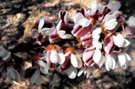 Image result for Philenoptera bussei