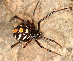 They are found in northern america difference between male v/s female black widow spider. Northern Black Widow Facts Bite Size Identification Pictures