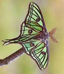 The species was first described by mariano de la paz graells y de la agüera in 1849 and the genus was erected by augustus radcliffe grote in 1896. Hat An Amazing Graellsia Isabellae What Is Your Favorite Butterfly Species Comment Follow B Butterfly Species Colorful Moths Insect Photography