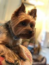 Yorkshire Terrier Wikipedia