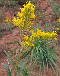 Image result for Sophora velutina