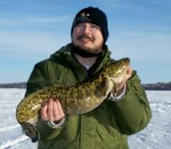 Image result for burbot fish