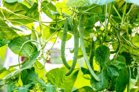 Green bean plant diseases pictures. How To Grow Green Beans