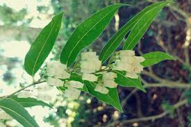Image result for Agarista salicifolia