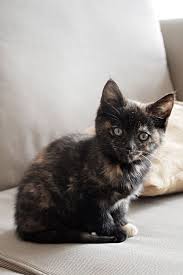 Black And Orange Tortoiseshell Kitten Pin By Yvonne Williams On Everything Cats Pretty Cats Cute Cats Kittens