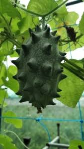 Image result for Cucumis humifructus