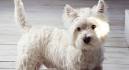 West Highland White Terrier / Westie Dog Breed Profile ...