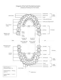 Printable Permanent Teeth Chart Www Bedowntowndaytona Com