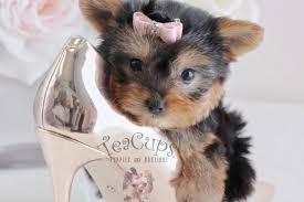 Adorable pics of tea cup puppies. Tea Cups Puppies And Boutique Davie Fl 33328