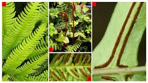 Image result for Blechnum punctulatum